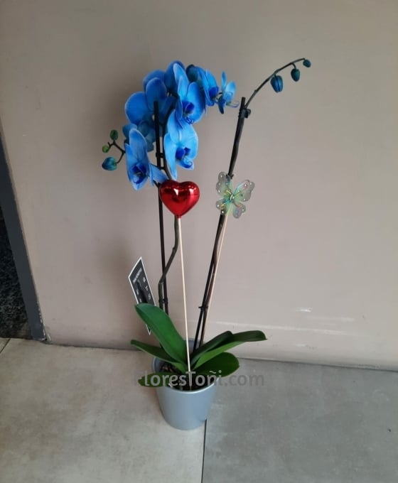 Orquídea azul con maceta | Flores Toñi | Floristeria Collado Villalba